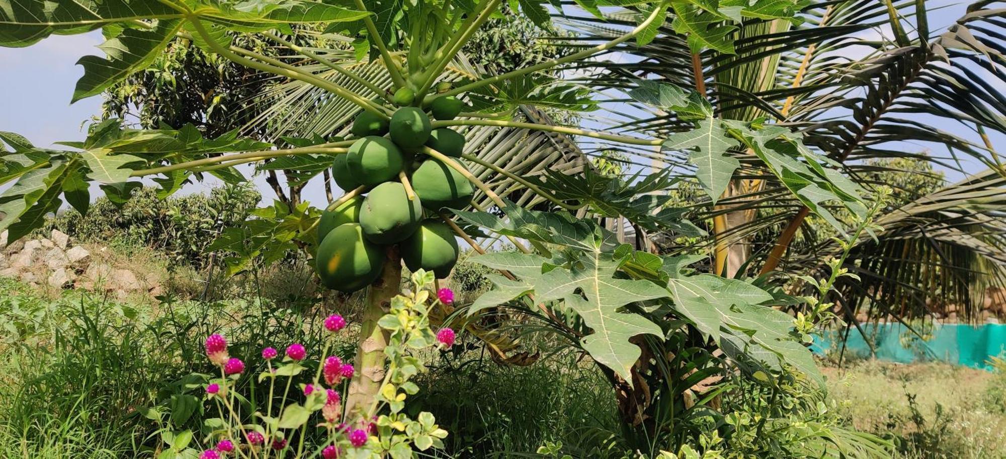 Rabbit Hill Farm Villa Bangalore Ngoại thất bức ảnh